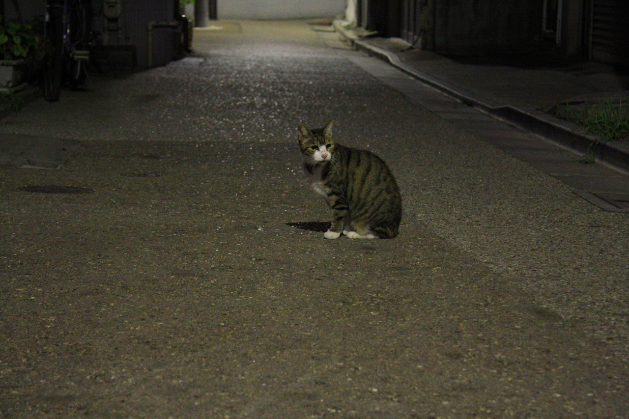 夜道の猫