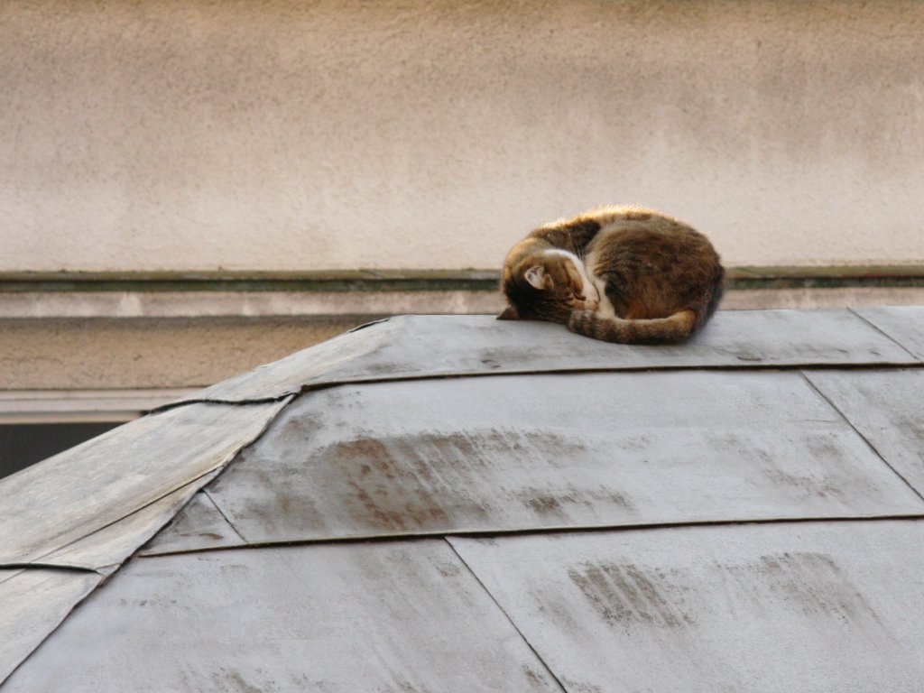 屋根の上の猫