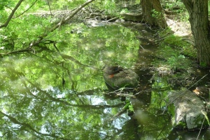 池の水面と鳥